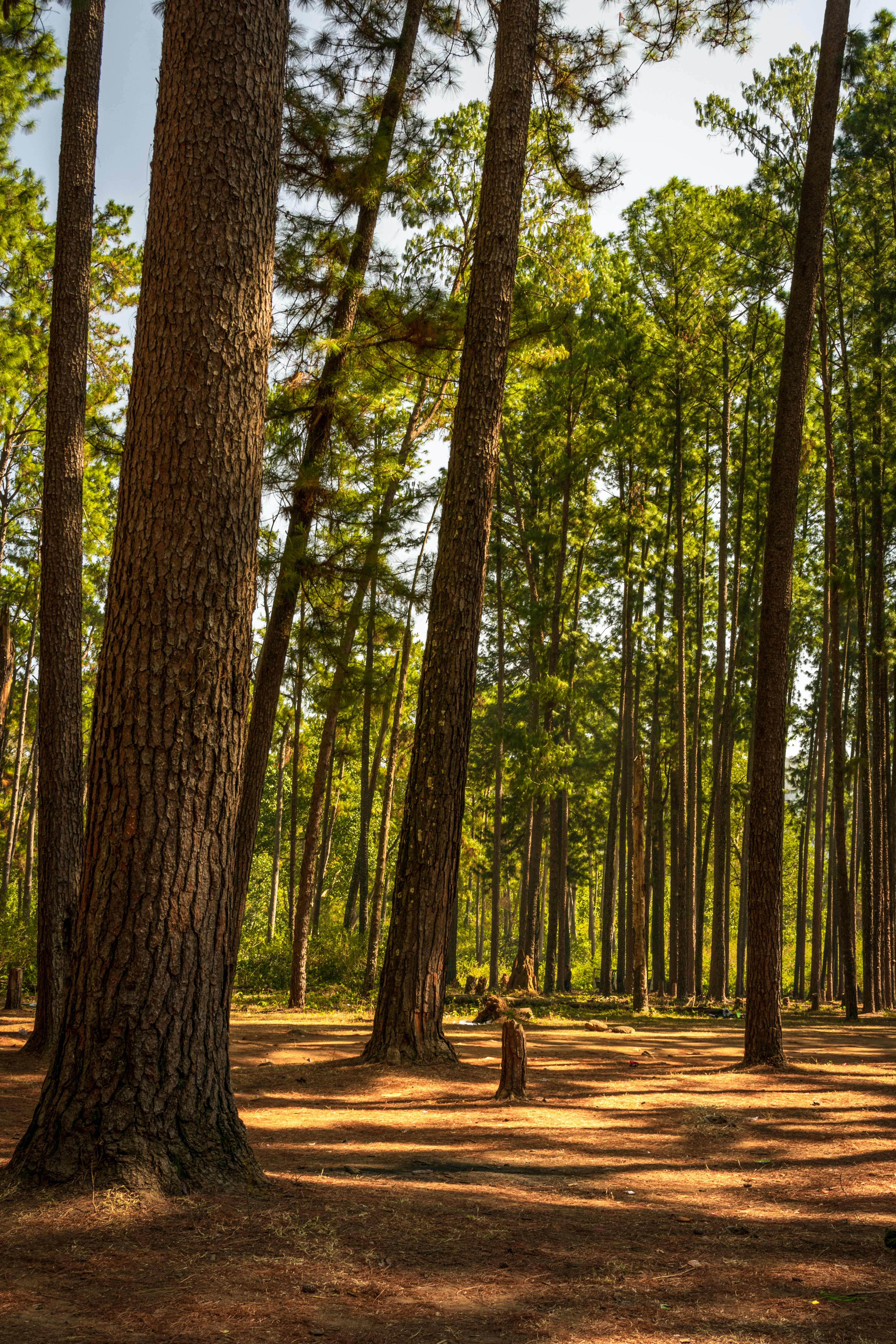 Forêt de pins des Landes
