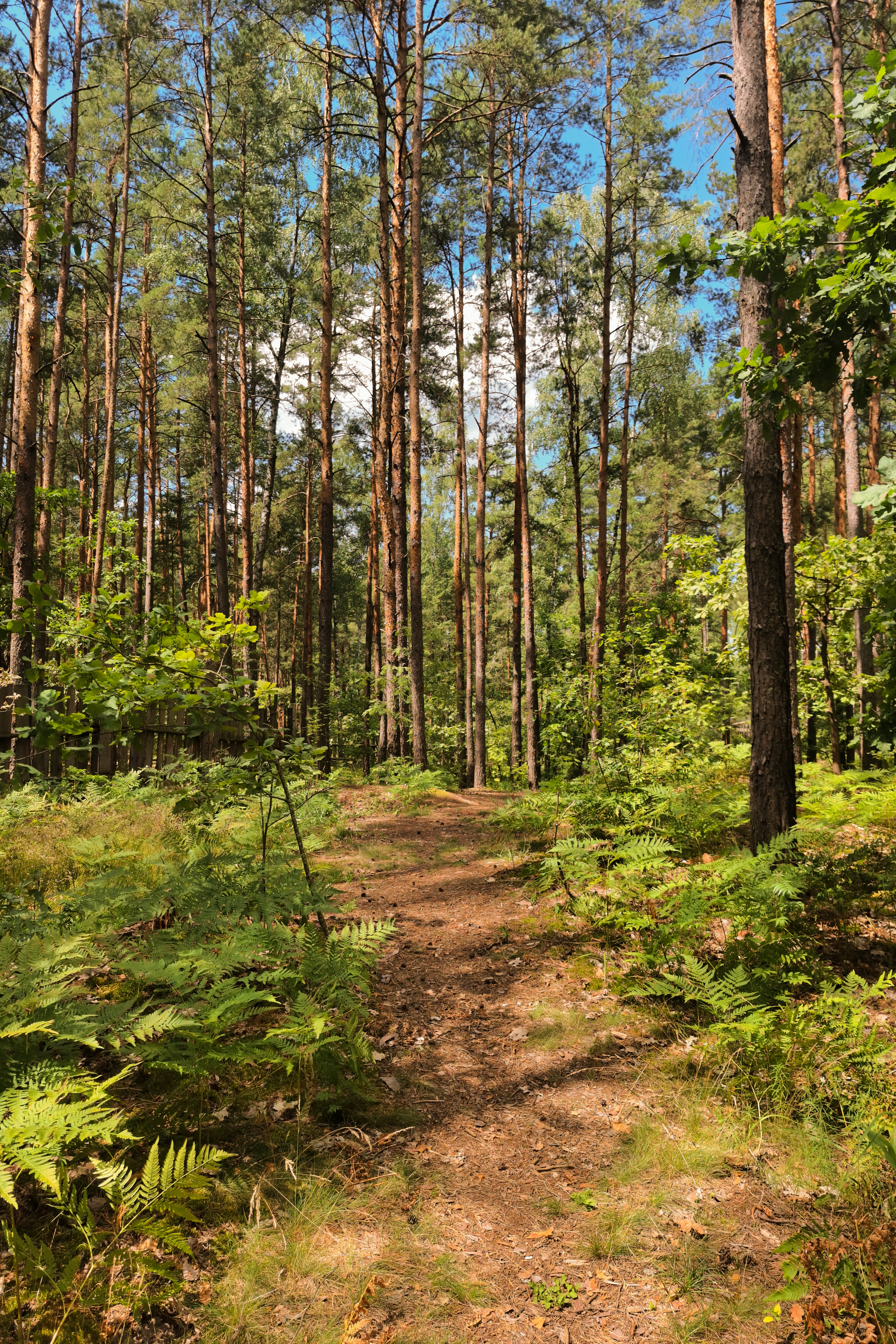 Sentier dans la forêt de pins des Landes